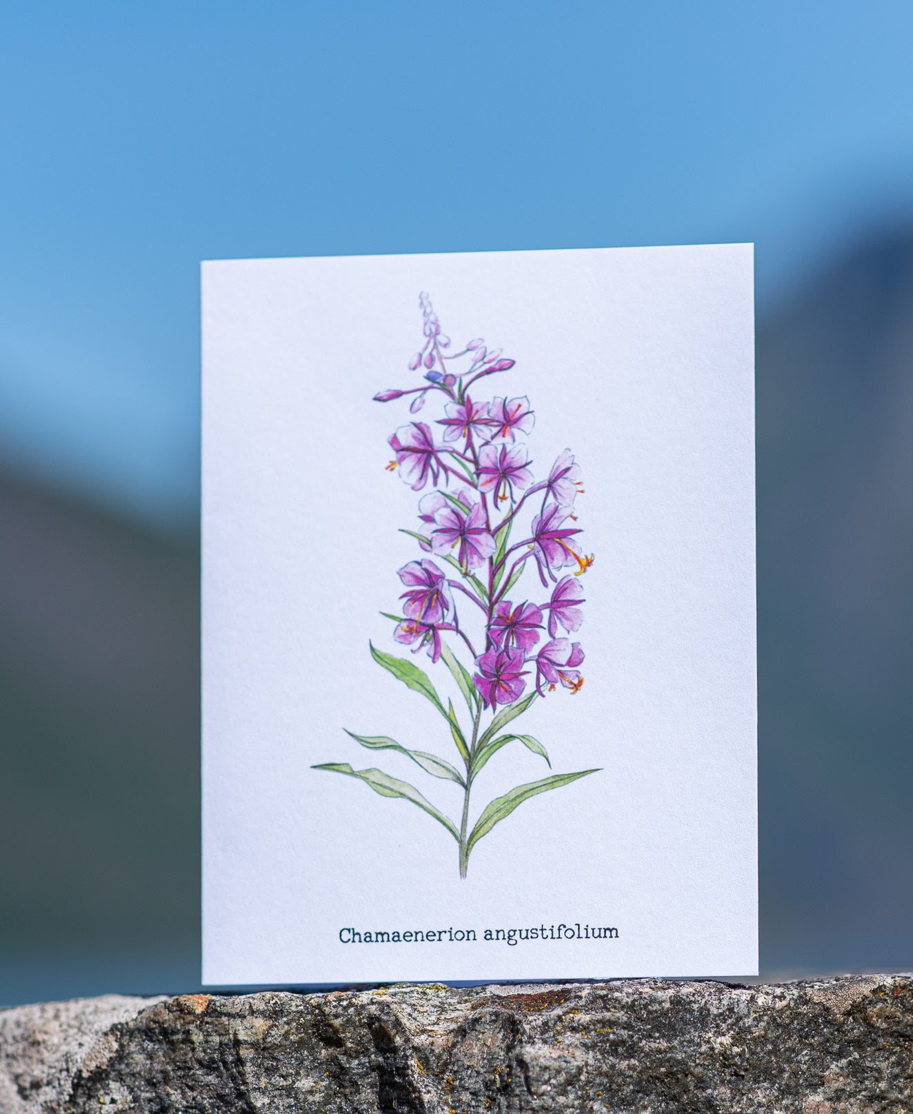 Wenskaart "Wentelkruid boven de rivier de Flåm"