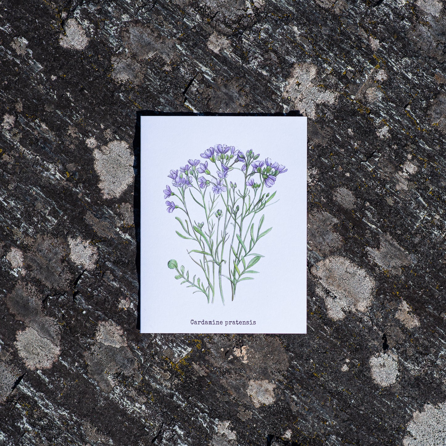 Wenskaart "Wentelkruid boven de rivier de Flåm"