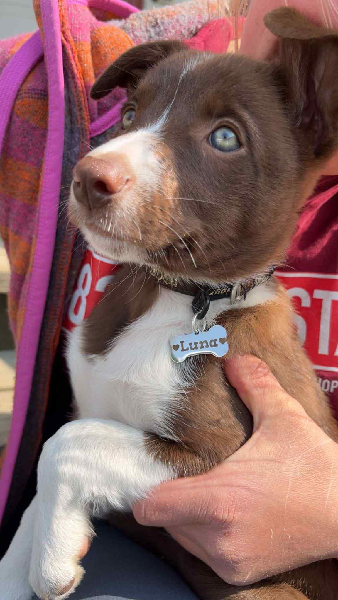 Personalized Dog ID tag - Stainless Steel