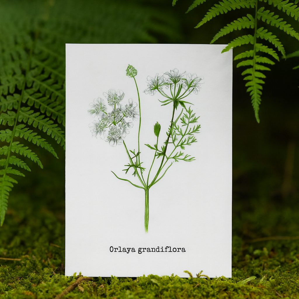 White lace flowers Illustation card
