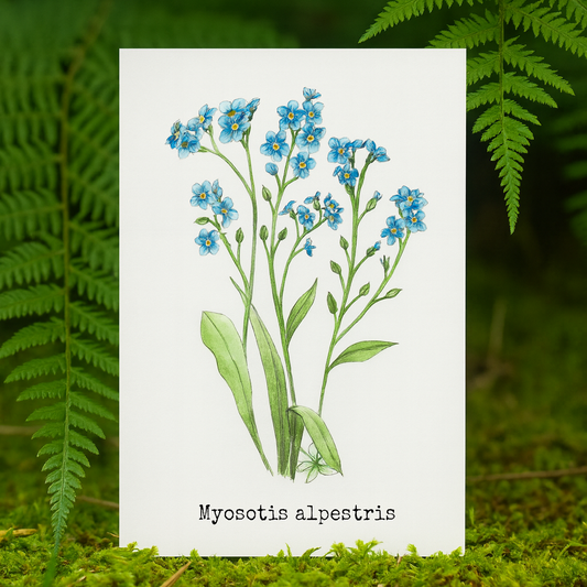 Forget me nots Illustation card