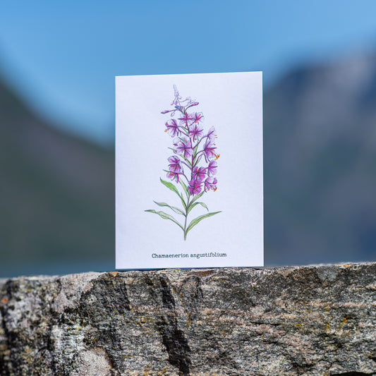 Greeting card - "Fireweeds"