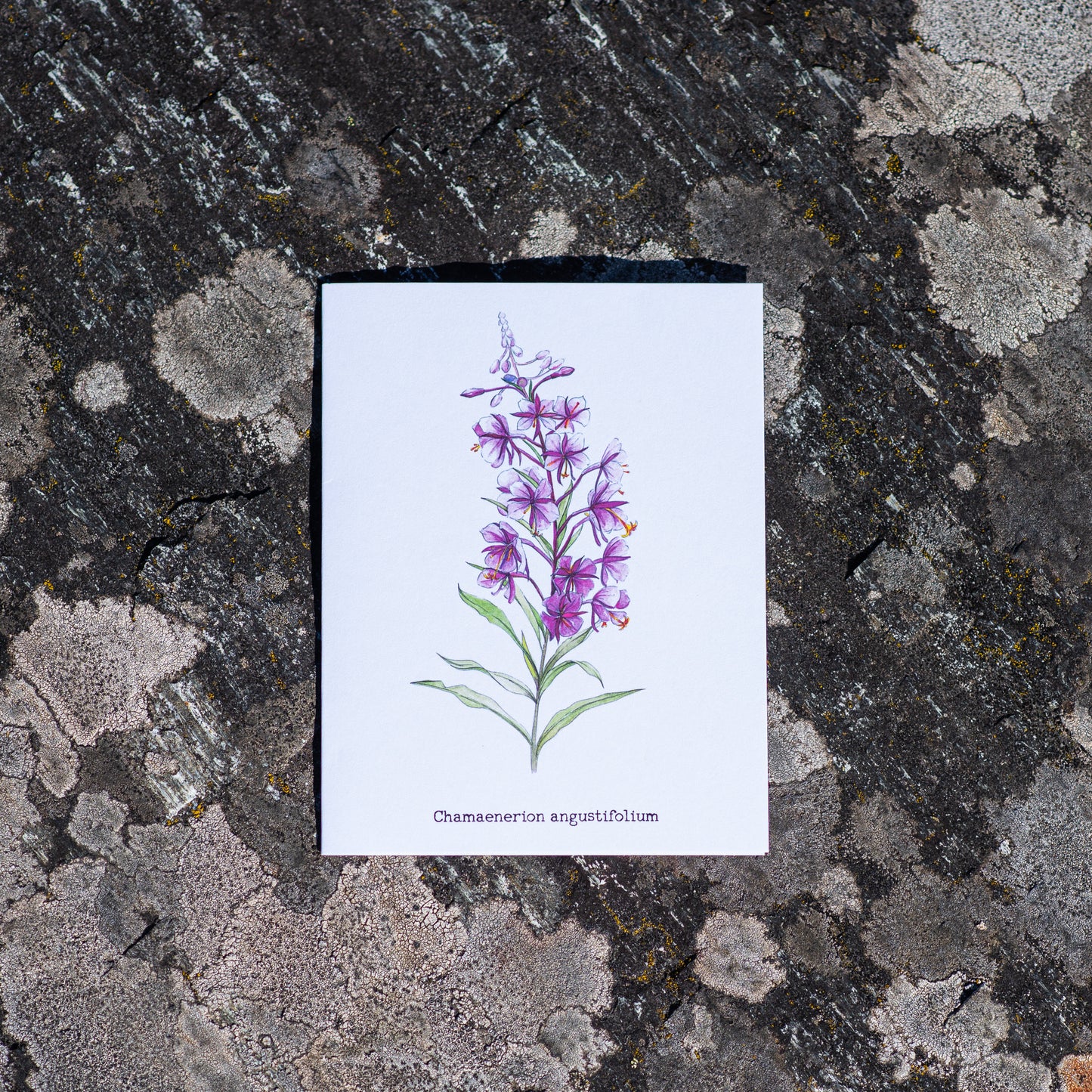 Wenskaart "Wentelkruid boven de rivier de Flåm"