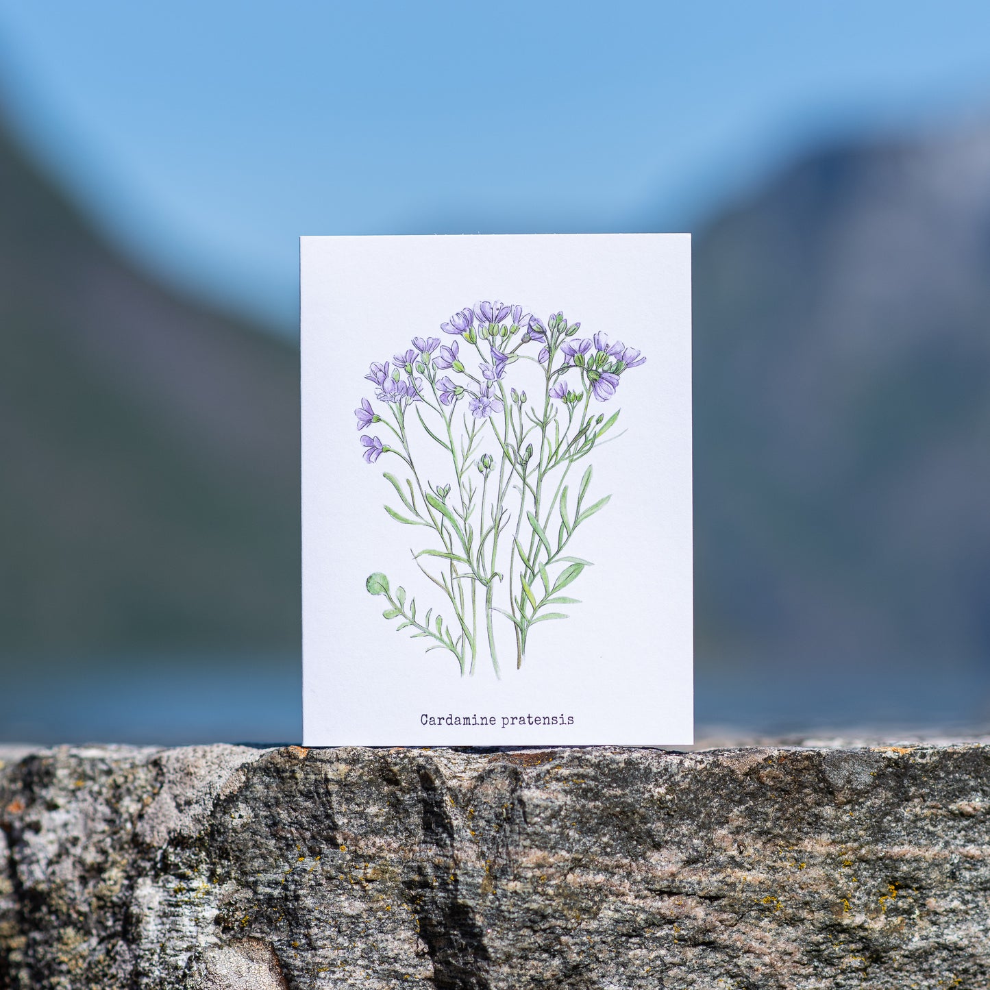 Cuckoo flowers Illustation card