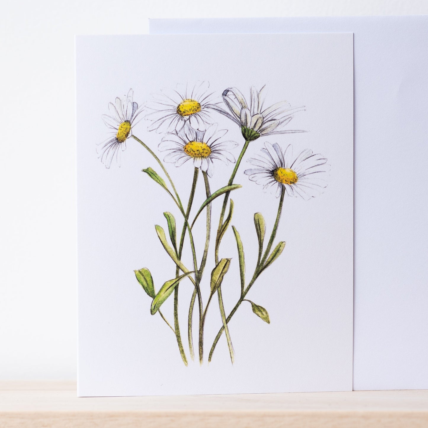Daisies Illustation card