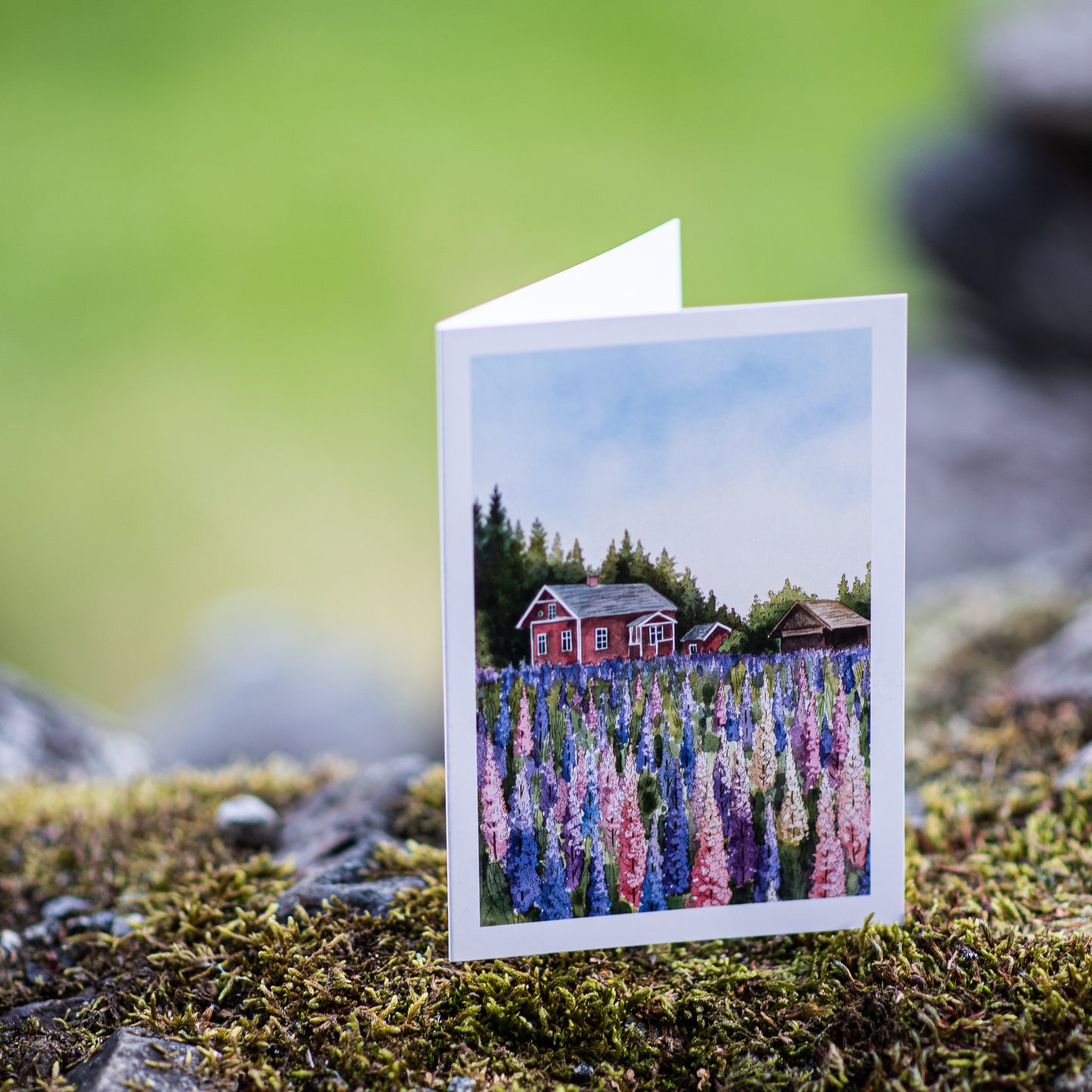 Scenery card- Lupins with red cabin Illustation