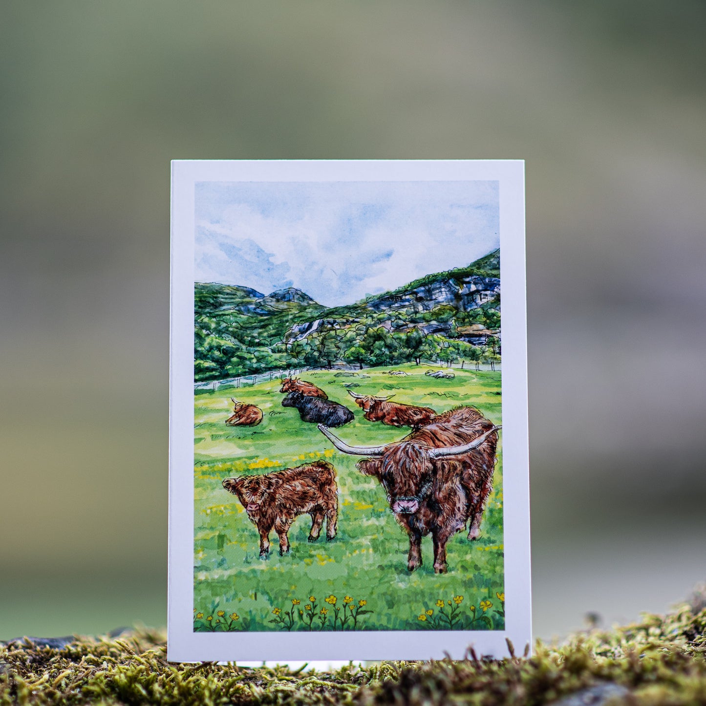 Scenery card- Flåm  valley, Hairy cows and Buttercups