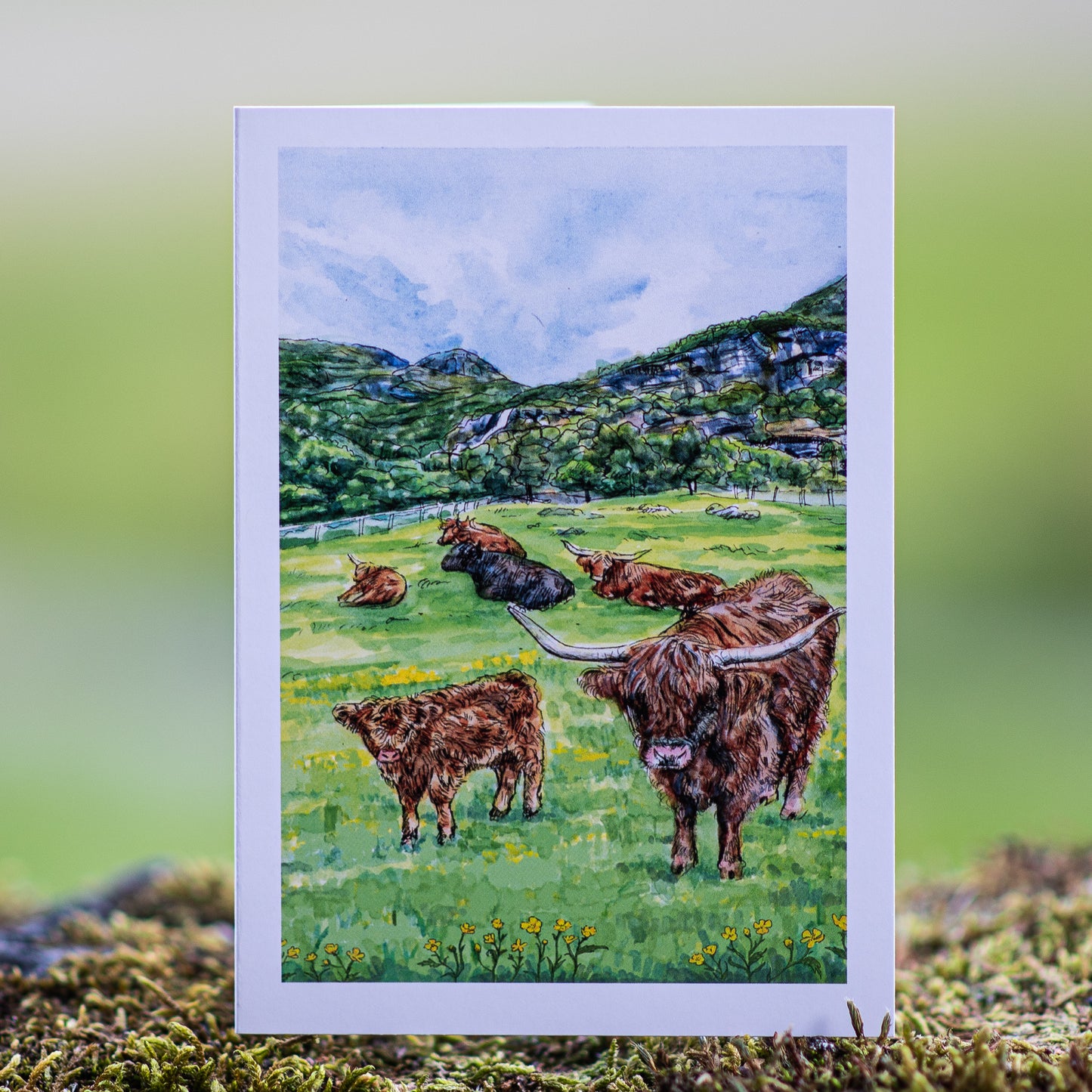 Scenery card- Flåm  valley, Hairy cows and Buttercups