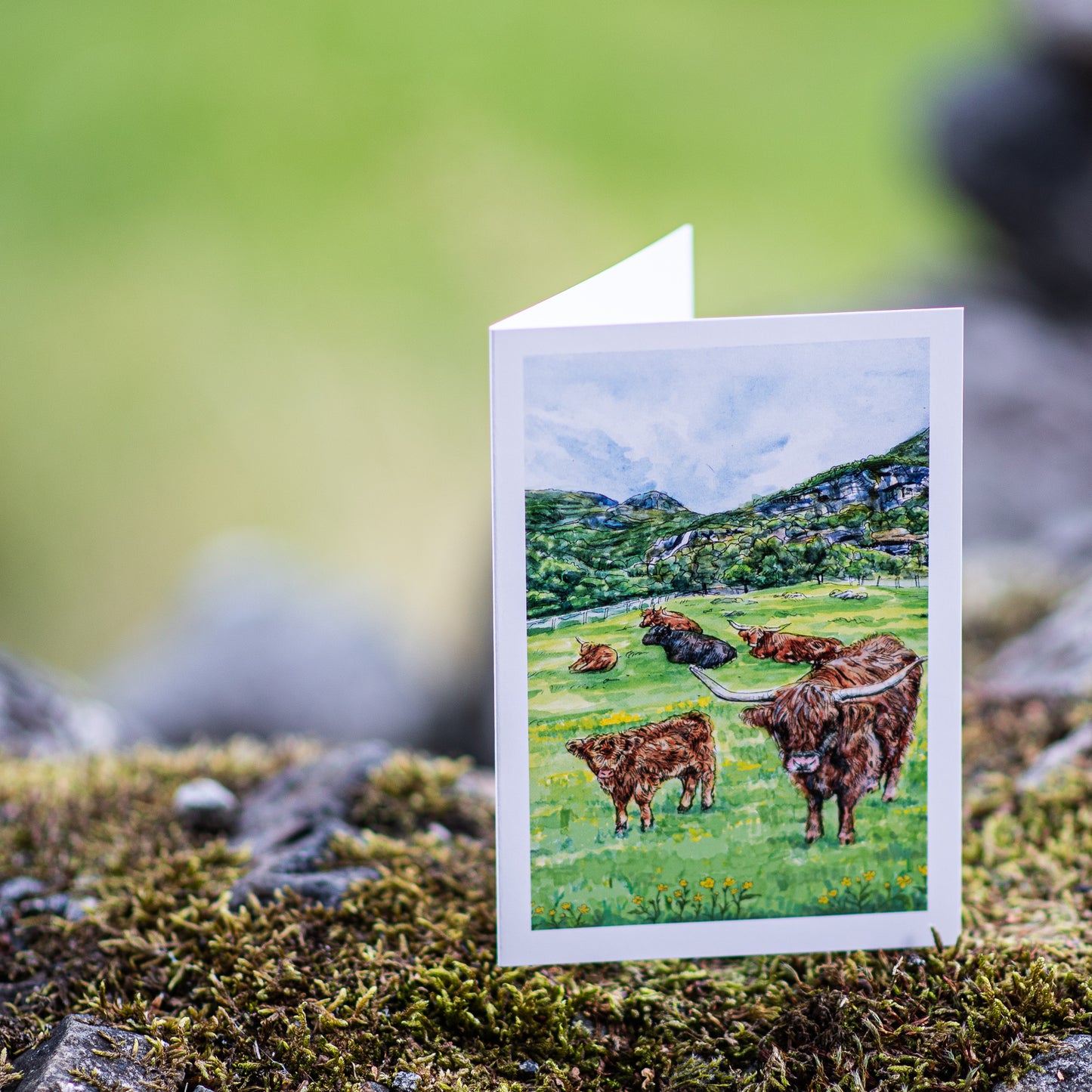 Scenery card- Flåm  valley, Hairy cows and Buttercups