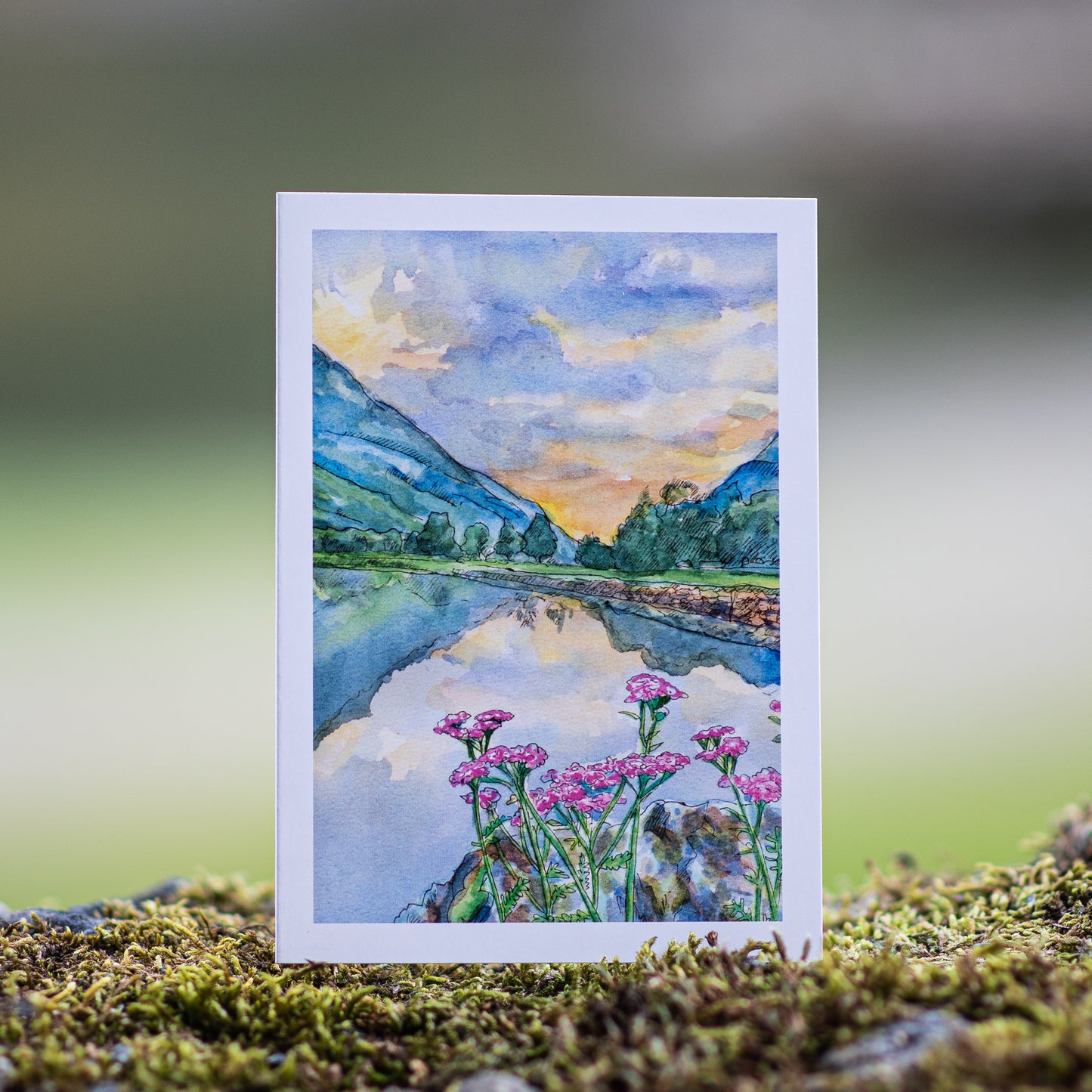 Scenery card- Lærdal River with Pink Yarrows during summer sunset