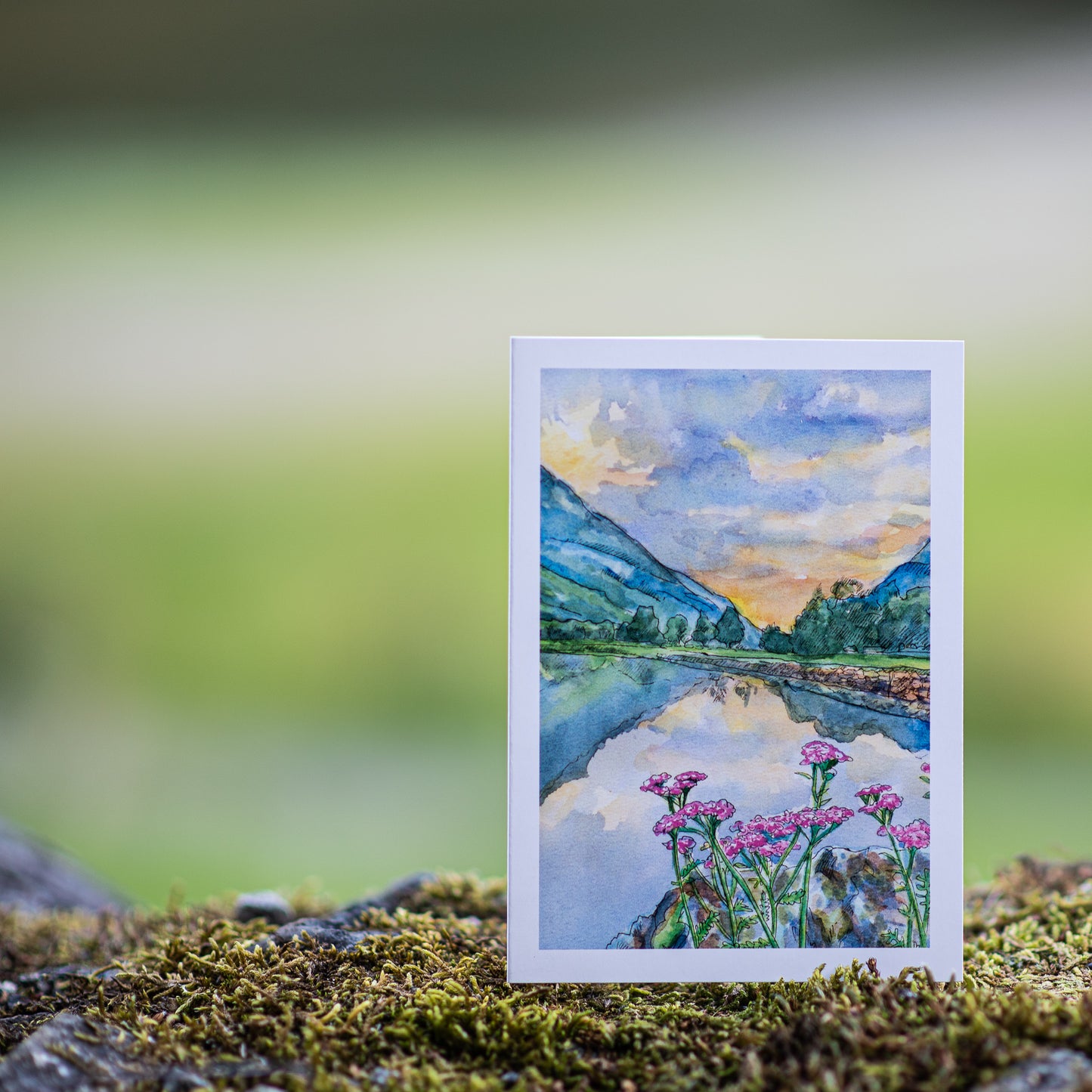 Scenery card- Lærdal River with Pink Yarrows during summer sunset