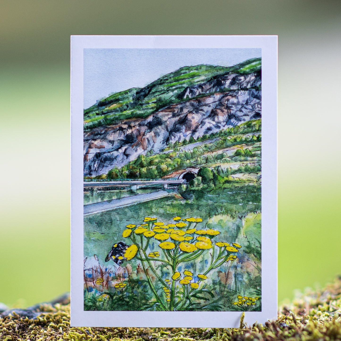 Scenery card- Bumblee bee on Tansy overlooking tunnel to Ardal