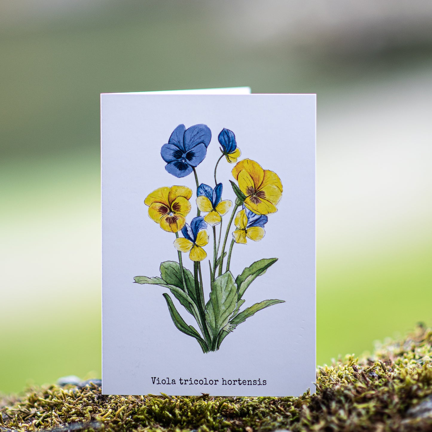 Pansies Illustation card