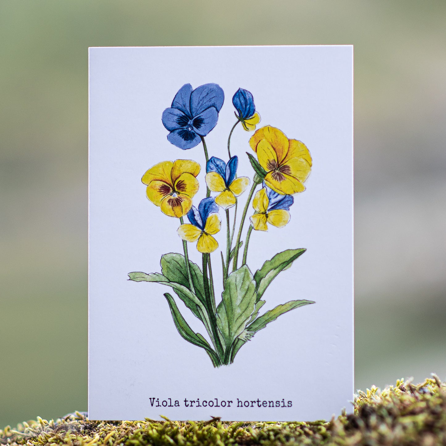 Pansies Illustation card