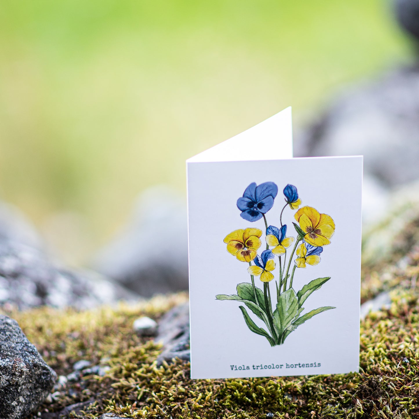 Pansies Illustation card