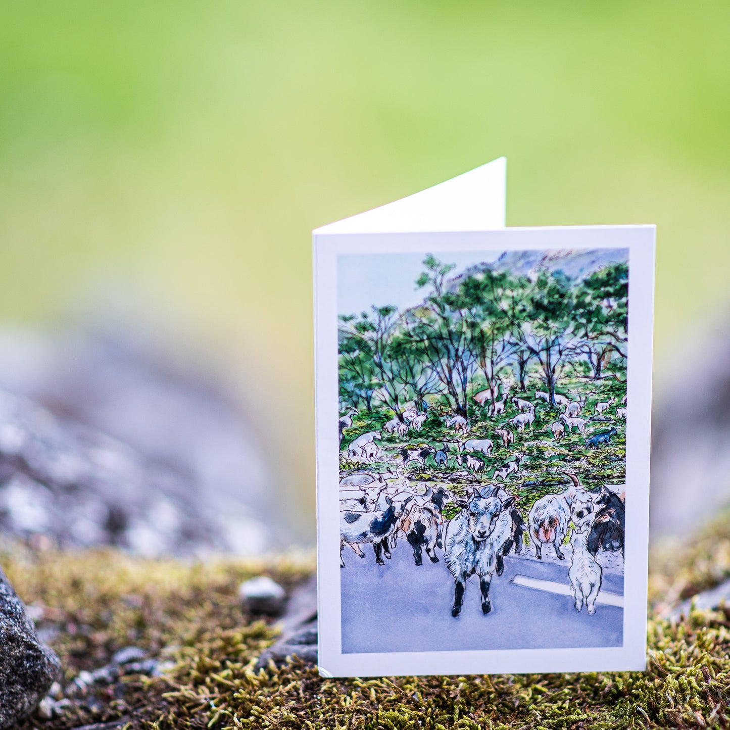 Scenery card- Goats in Undredal valley blocking the road with ferns