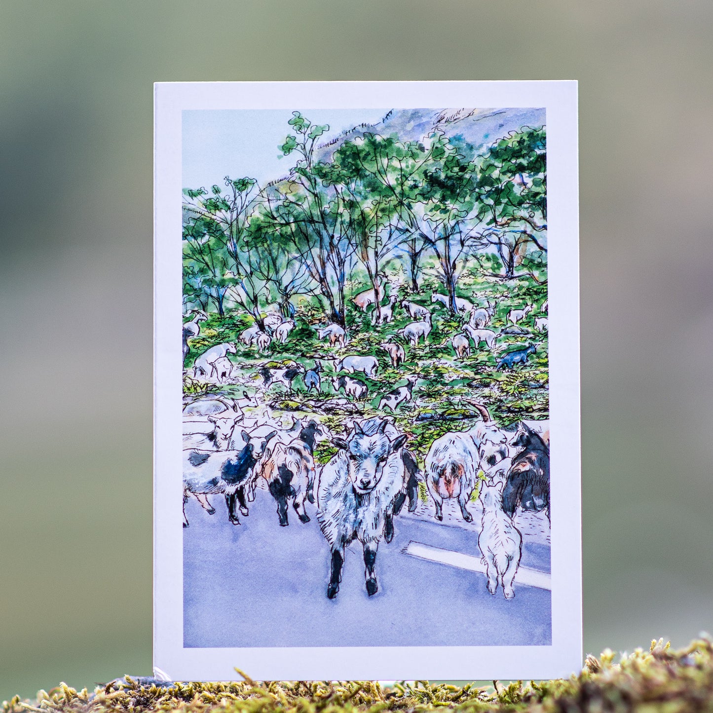 Scenery card- Goats in Undredal valley blocking the road with ferns