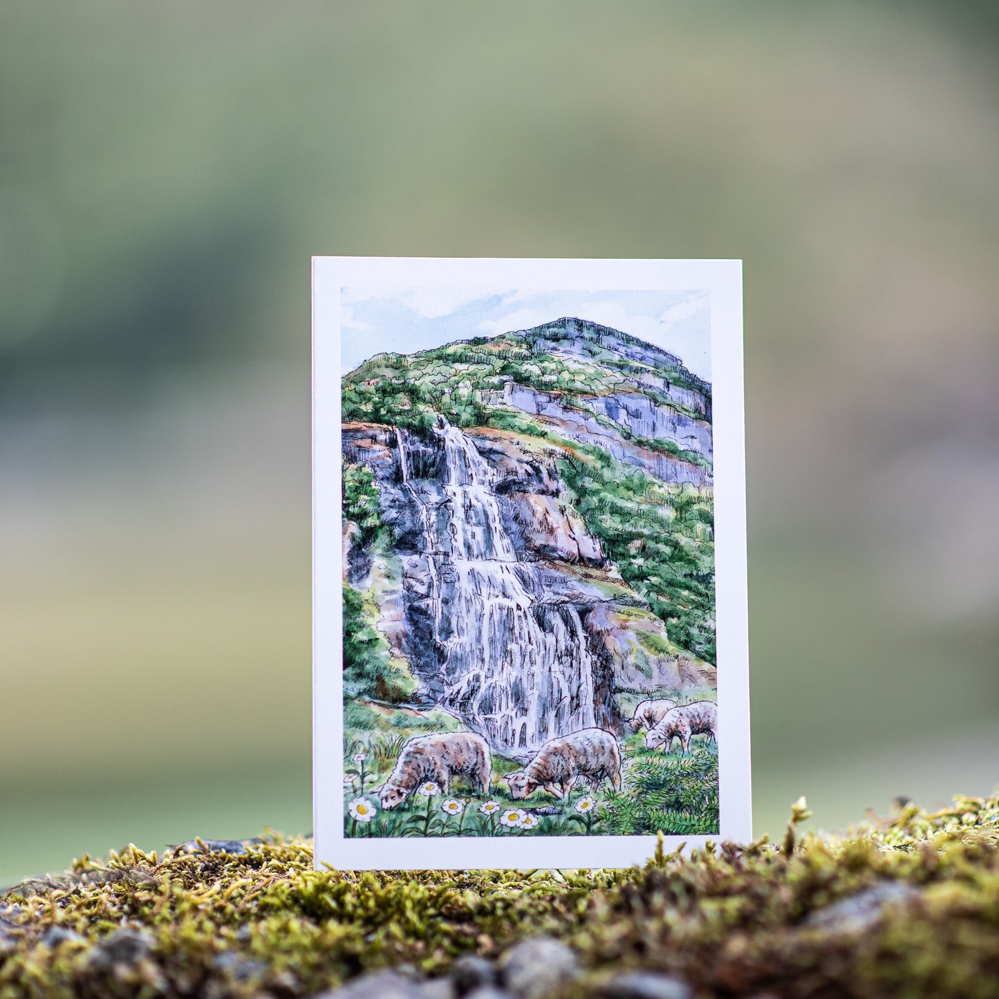 Scenery card- Brekkefossen with sheeps and daisies