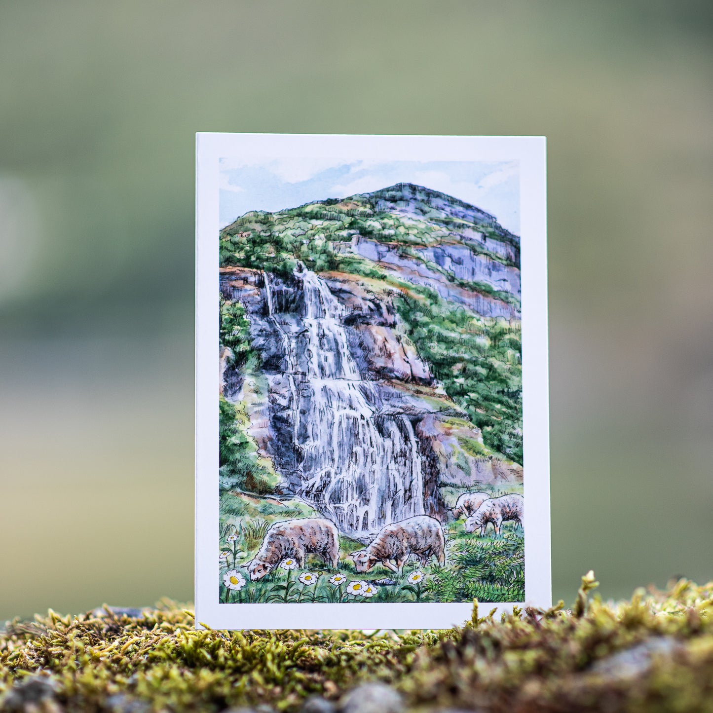 Scenery card- Brekkefossen with sheeps and daisies