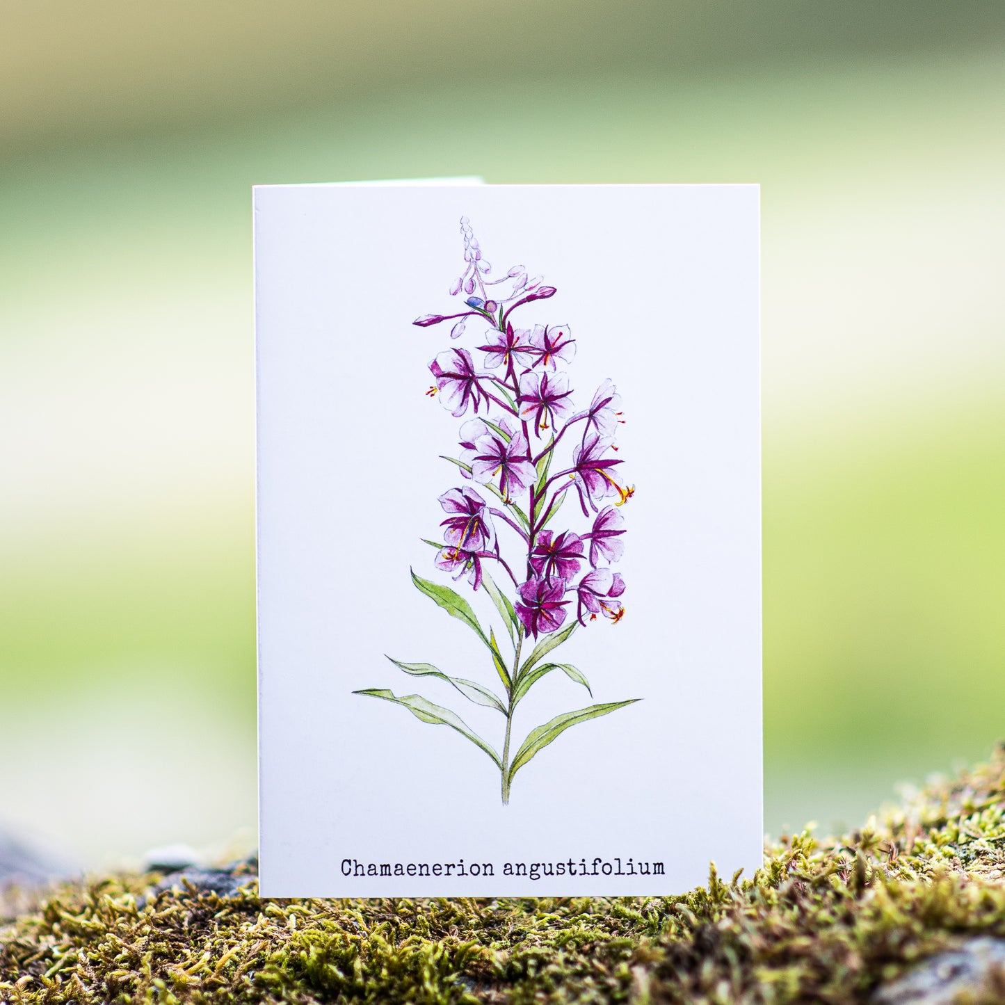 Fireweeds Illustation card