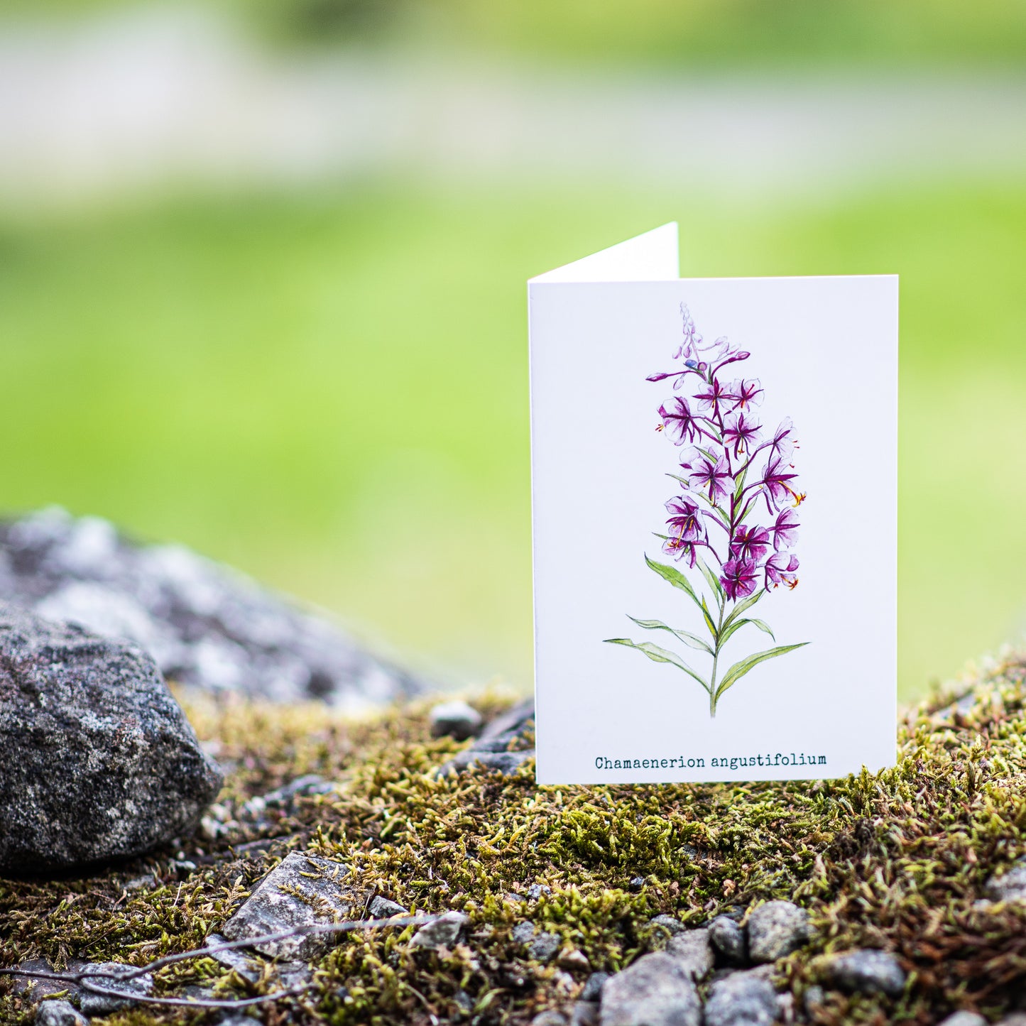 Fireweeds Illustation card