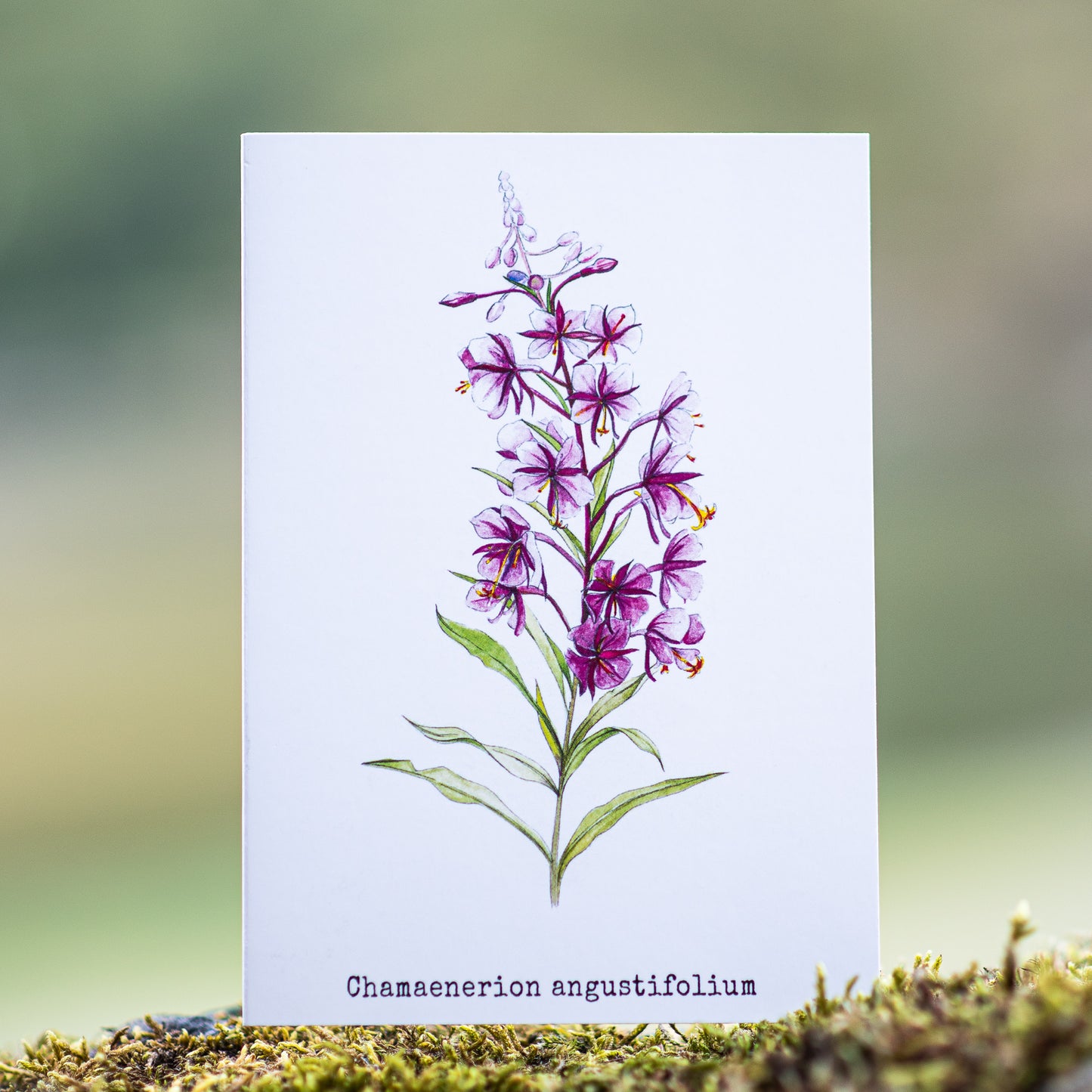 Fireweeds Illustation card