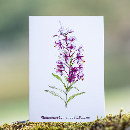 Fireweeds Illustation card