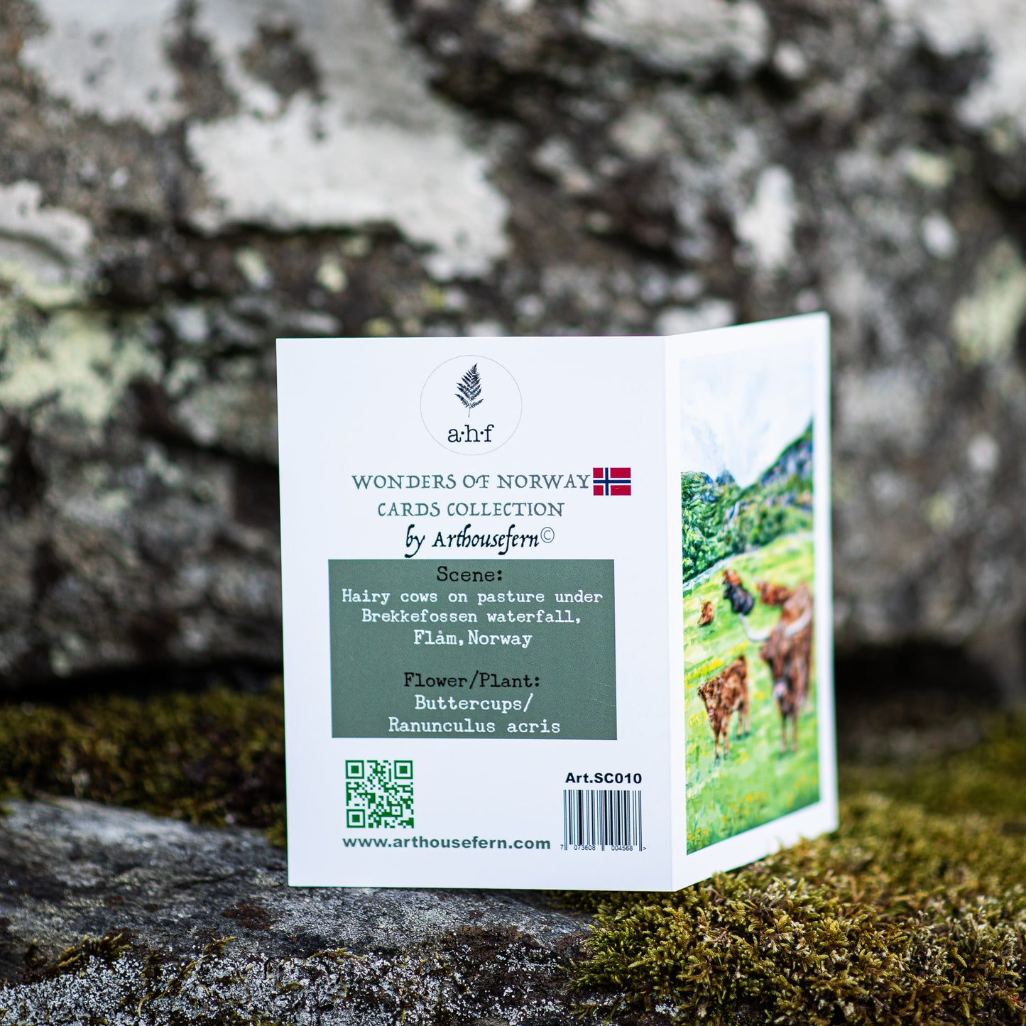 Scenery card- Flåm  valley, Hairy cows and Buttercups