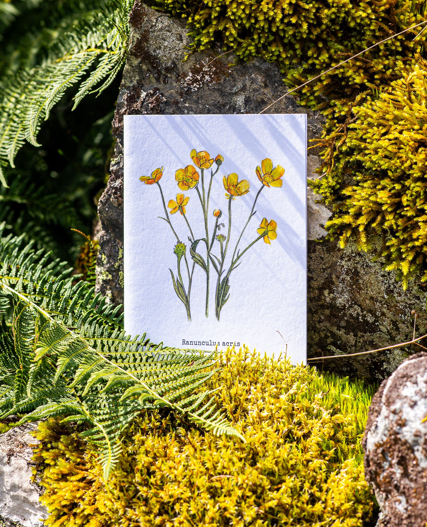 Buttercups Illustation card
