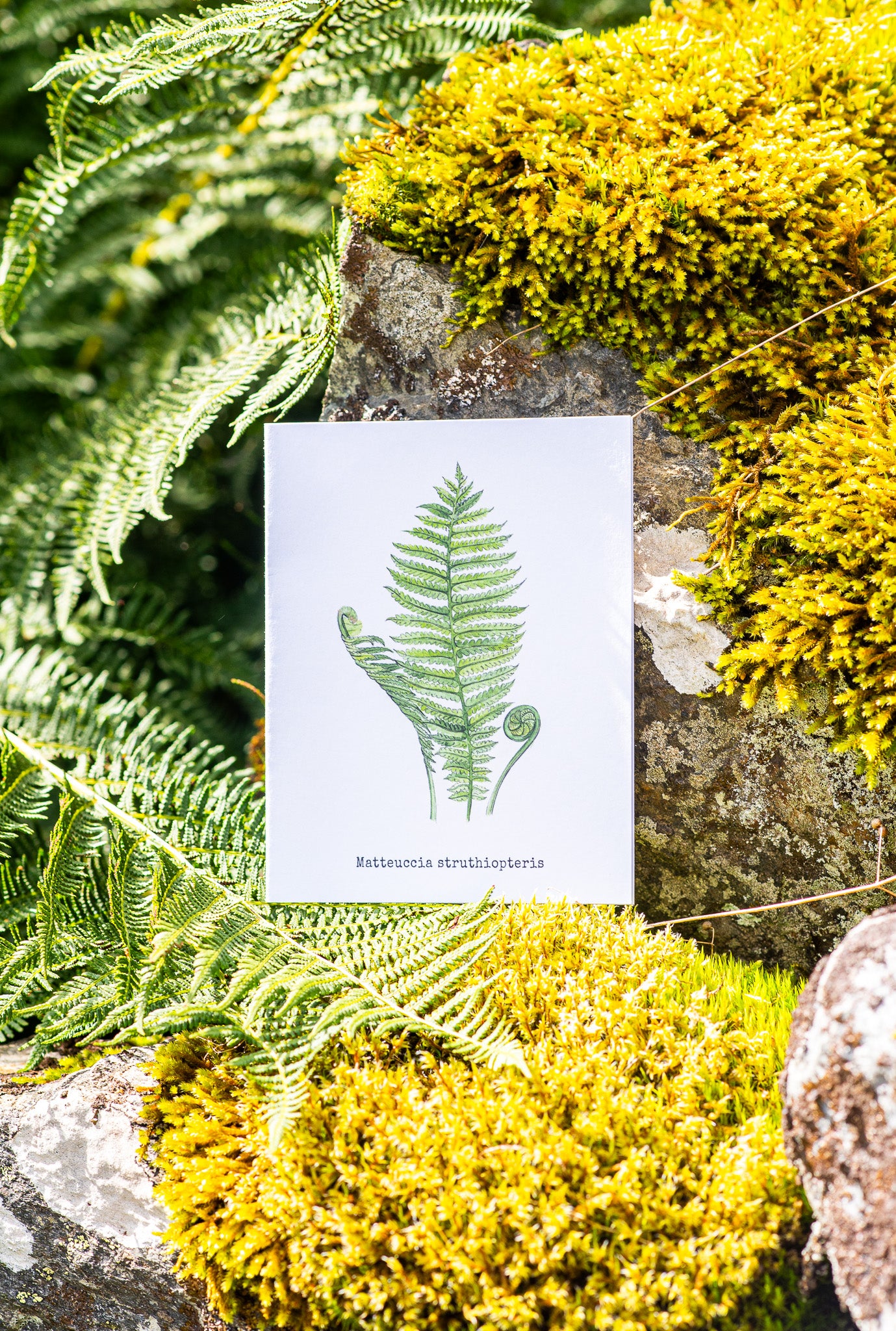 Ferns Illustation card