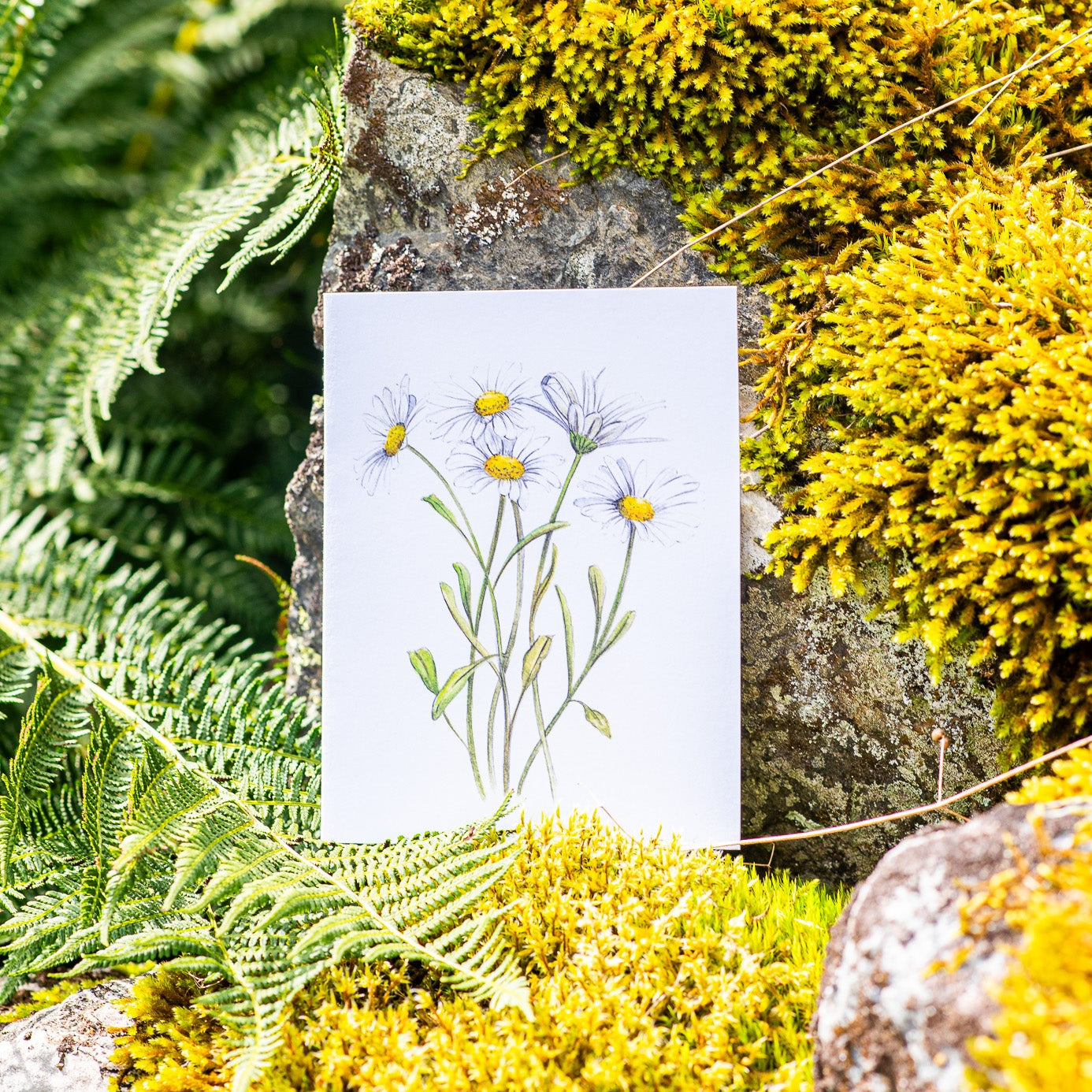 Daisies Illustation card