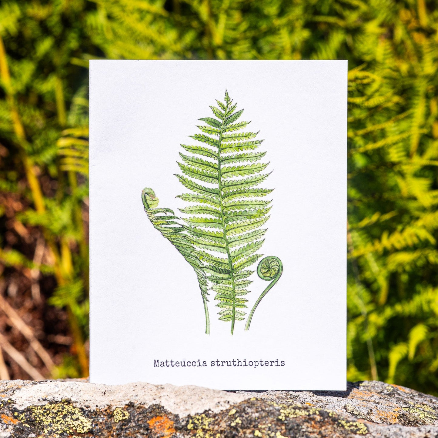 Ferns Illustation card
