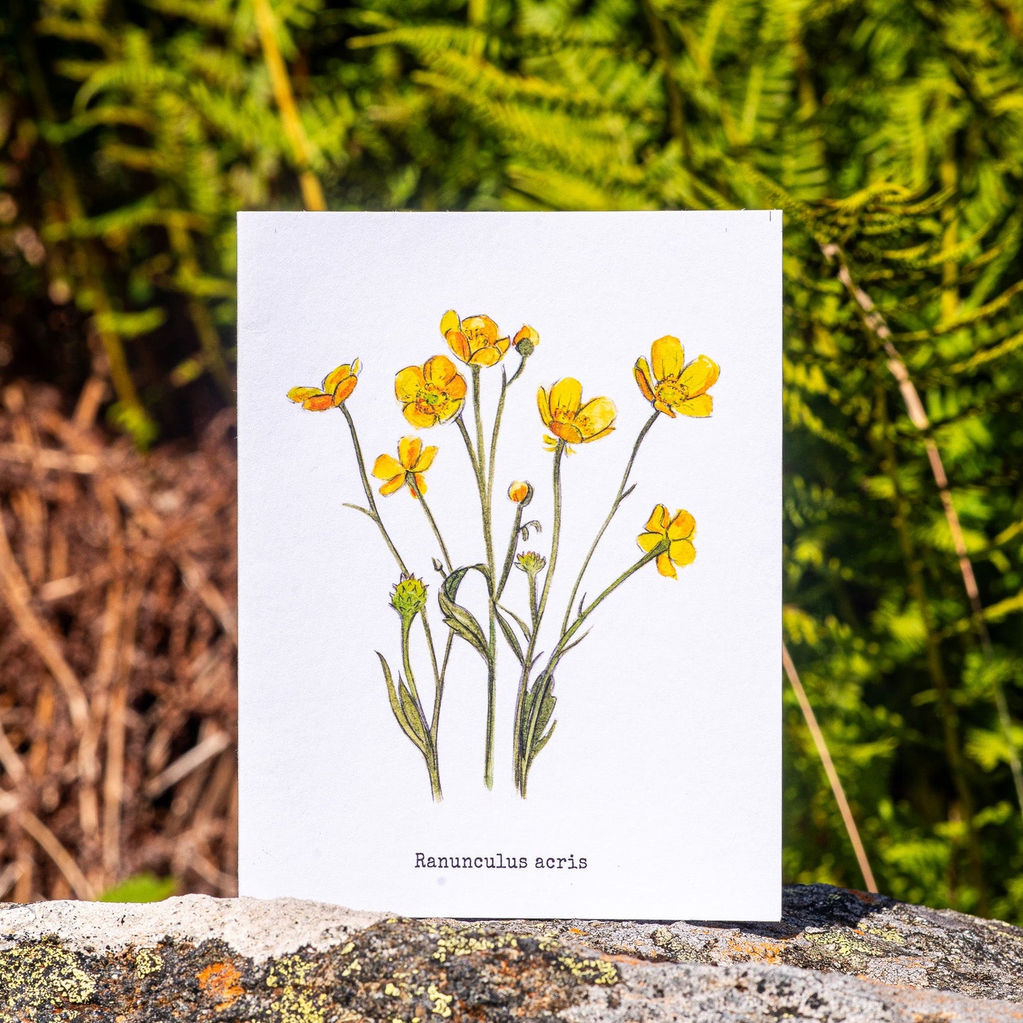 Buttercups Illustation card