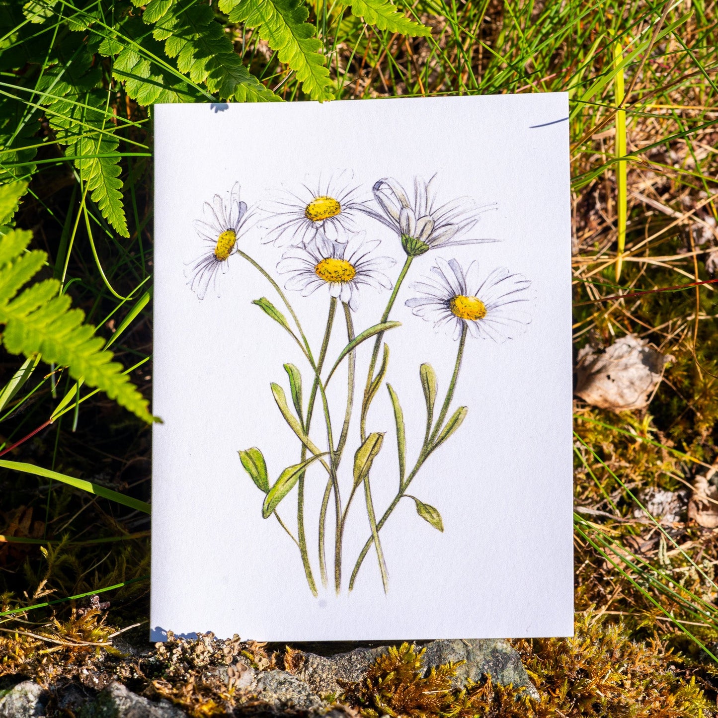 Daisies Illustation card