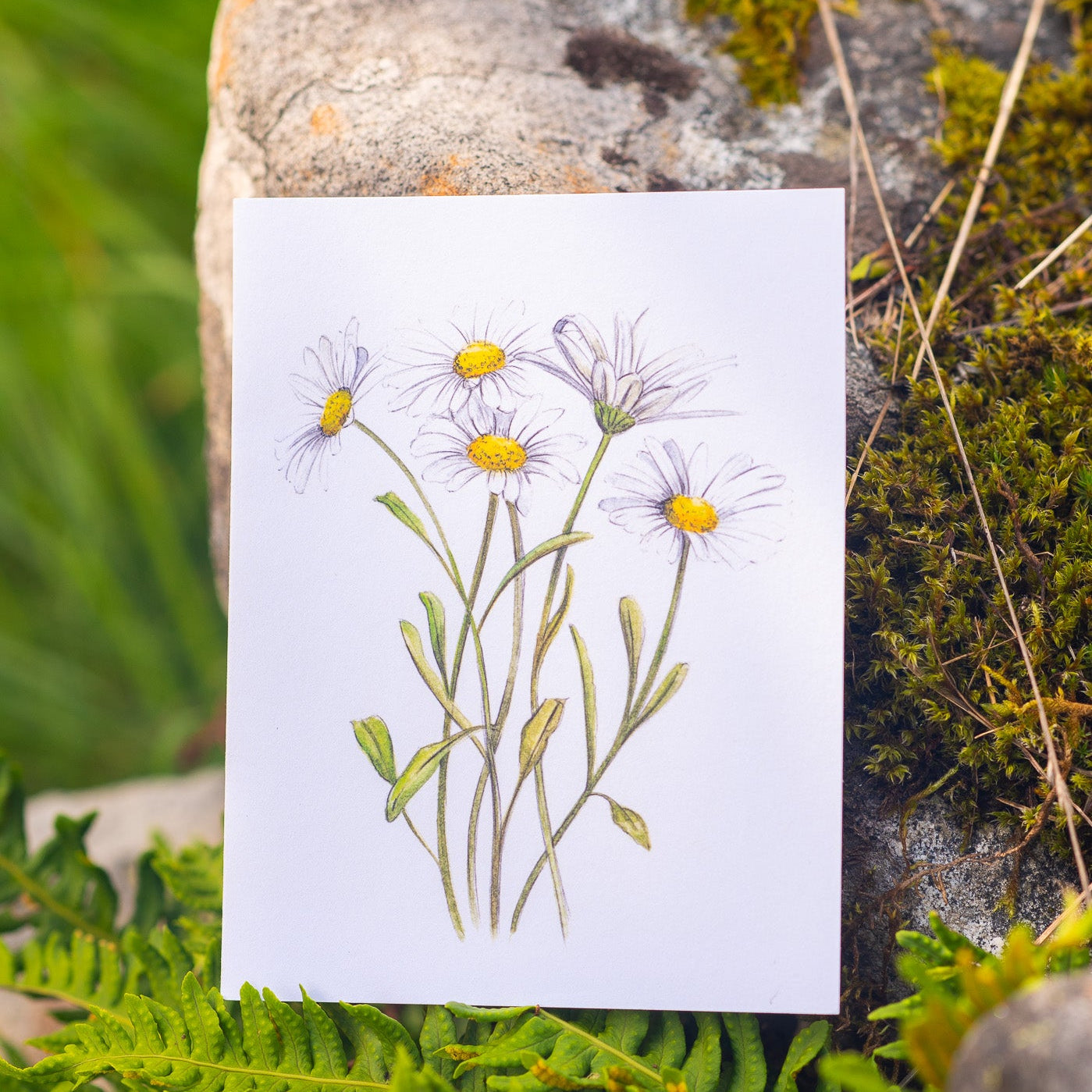 Daisies Illustation card