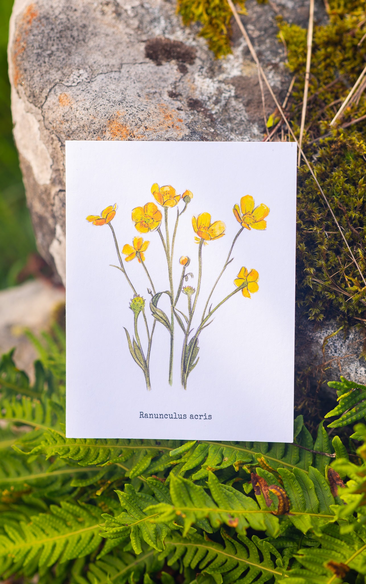 Buttercups Illustation card