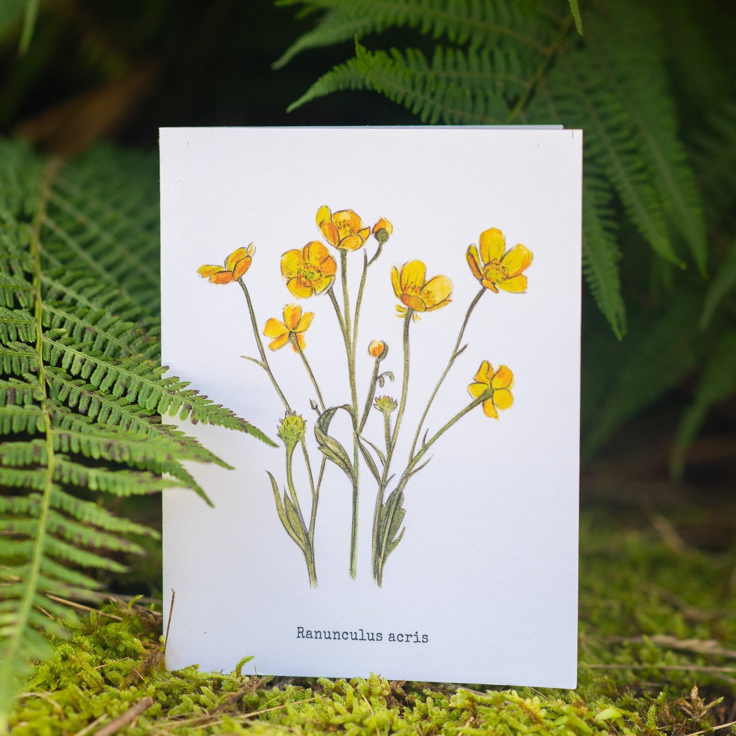 Buttercups Illustation card