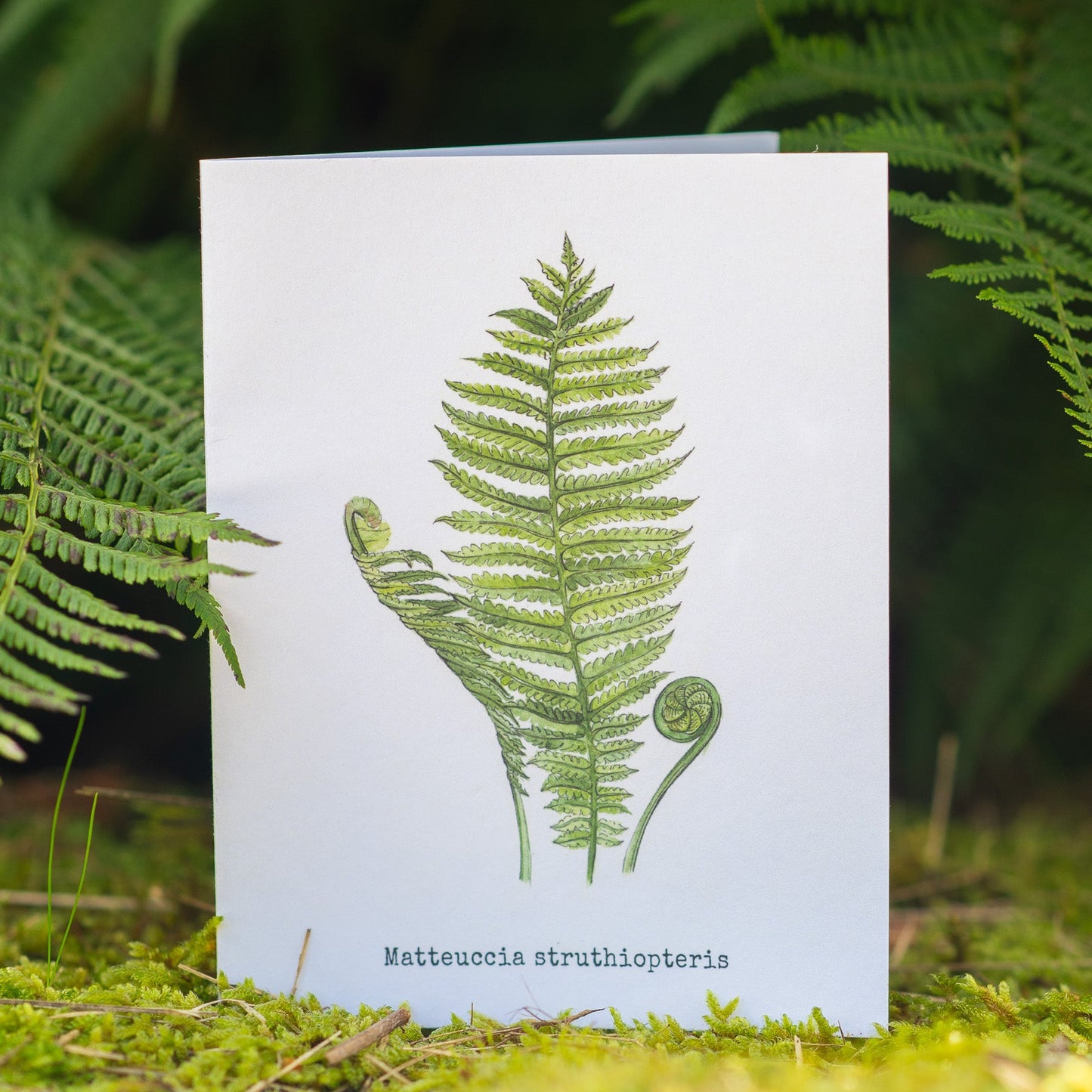 Ferns Illustation card