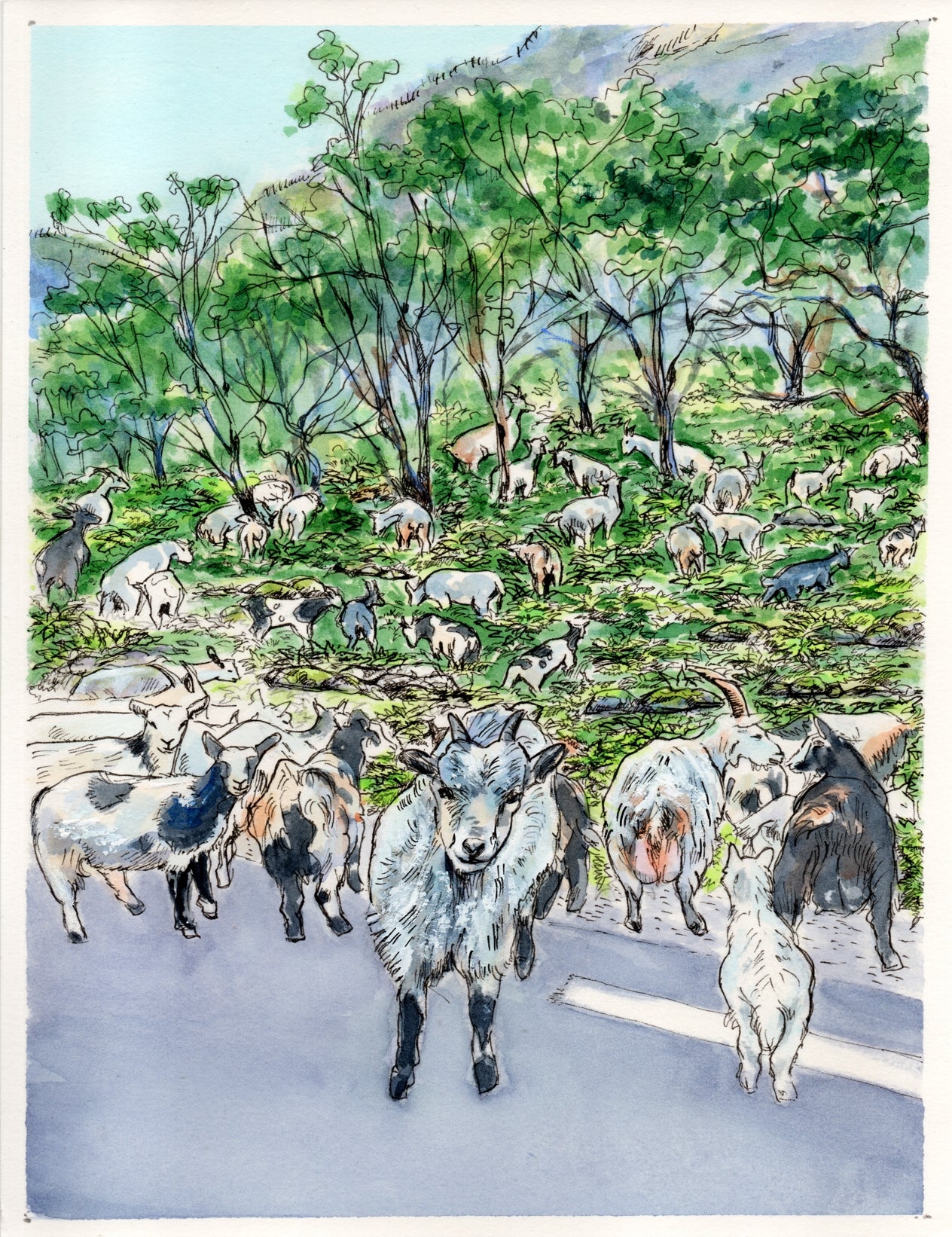 A3 Poster Scenery- Goats in Undredal valley blocking the road with ferns