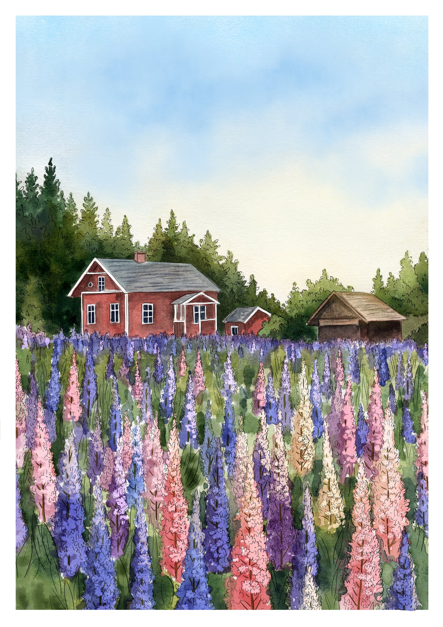 A3 Poster Scenery- Lupins with red cabin Illustation