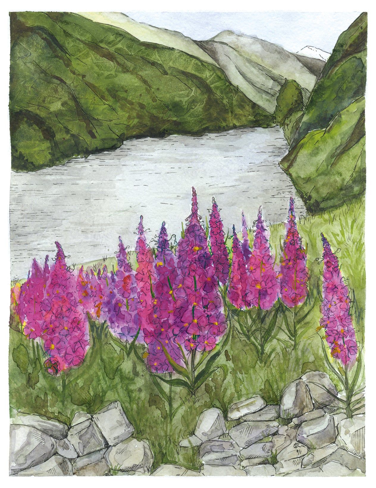 A3 Poster Scenery-Flam river and Fireweeds